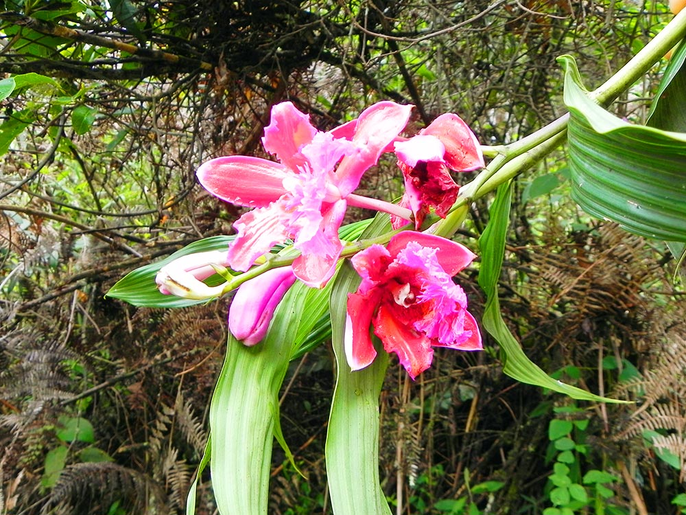 Peru Klima