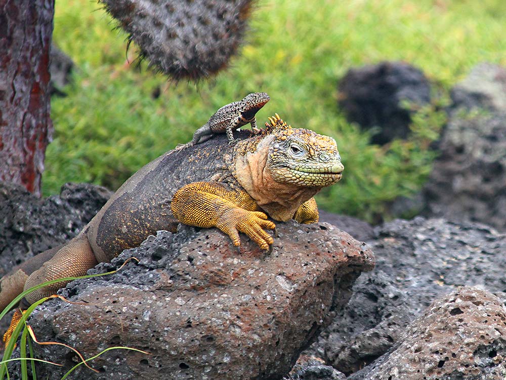 Trekking auf Galapagos